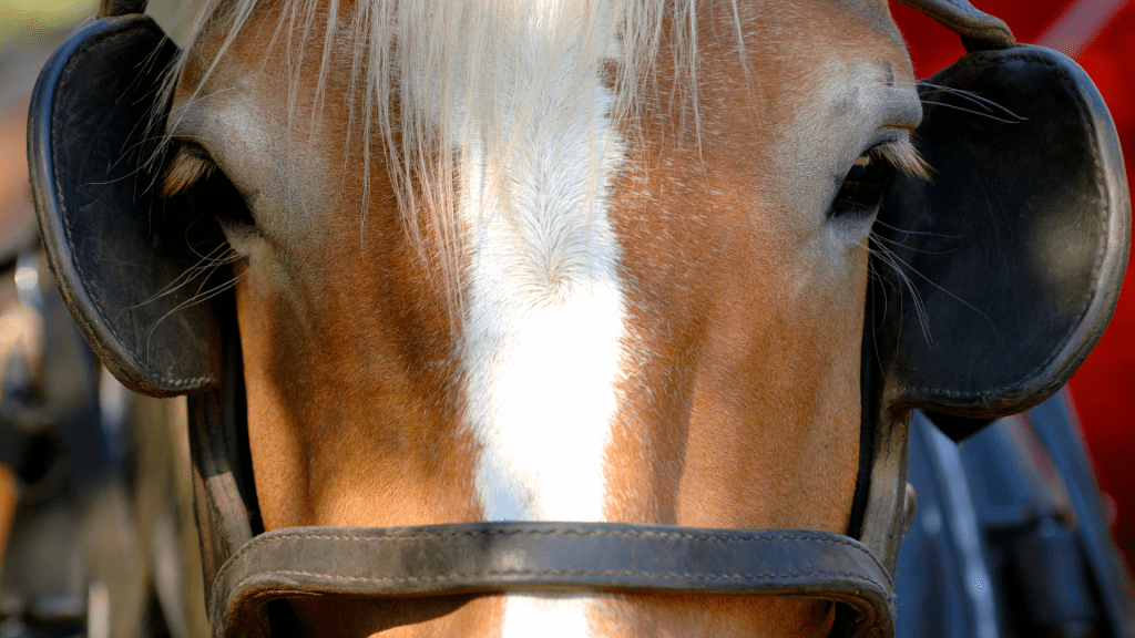 Close up, head on shot of a horse wearing blinders.