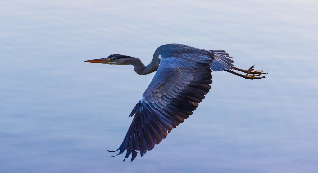 A blue heron in flight against a body of water.